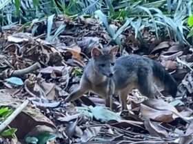 Rio de Janeiro (R) 22. 07. 2024 - Visita surpresa do cachorro-do-mato no Parque Nacional da TijucaFoto: Plínio Júnior/Parque Nacional da Tijuca