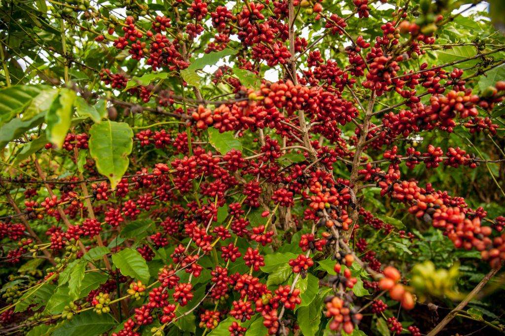 sistema de irrigacao custeado pelo governo de mt garante producao de cafe em colniza interna 2 2024 07 03 107481697
