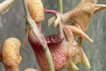 Botânico descobre nova espécie de orquídea em área do Cerrado em Mato Grosso