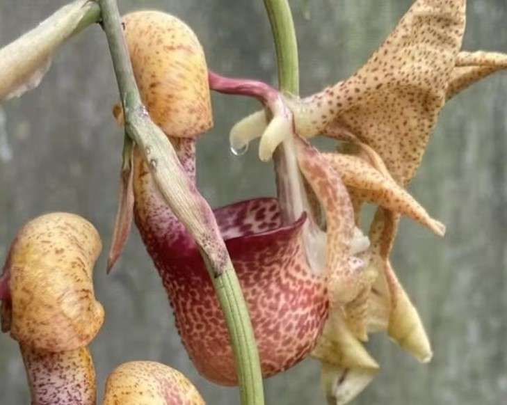 Botânico descobre nova espécie de orquídea em área do Cerrado em Mato Grosso