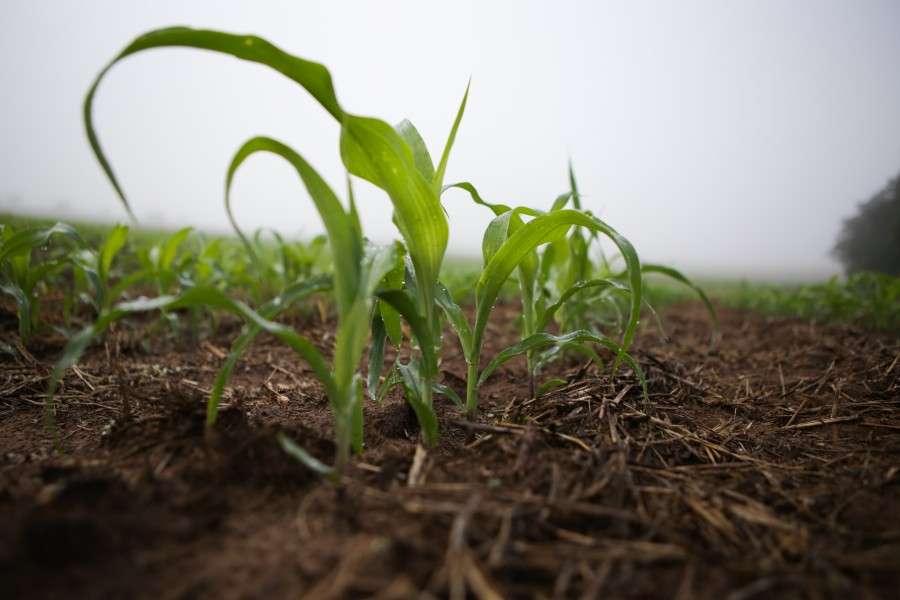 , o fogo não só destrói a matéria orgânica — vital para o sucesso do plantio direto — como também extermina micro-organismos essenciais para a saúde do solo