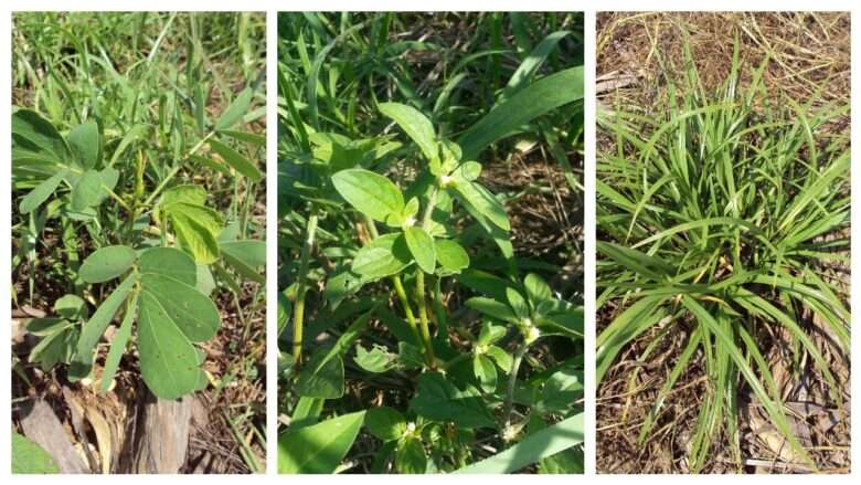 Manejo adequado das plantas daninhas garante produção eficaz, alerta pesquisador da Fundação Rio Verde