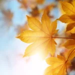 Autumn leaves - Fotos do Canva1