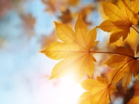 Autumn leaves - Fotos do Canva1