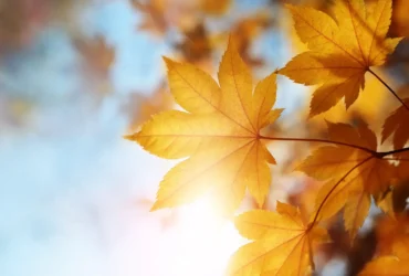 Autumn leaves - Fotos do Canva1