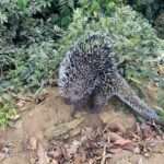 Bombeiros capturam ouriço-cacheiro em quintal de casa em Campo Verde