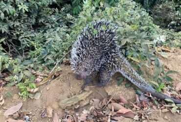 Bombeiros capturam ouriço-cacheiro em quintal de casa em Campo Verde