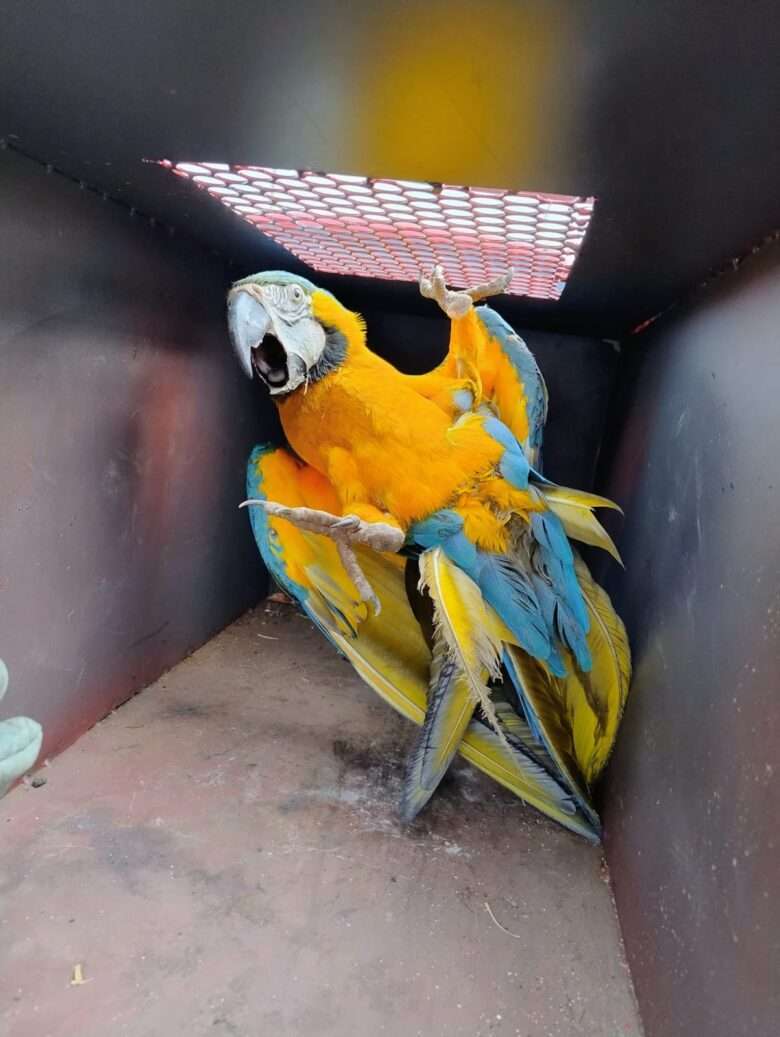 Bombeiros resgatam arara-canindé que caiu em quintal de residência