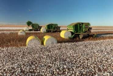 Com aumento de 13%, produção de pluma de algodão em Mato Grosso impulsiona exportação nacional