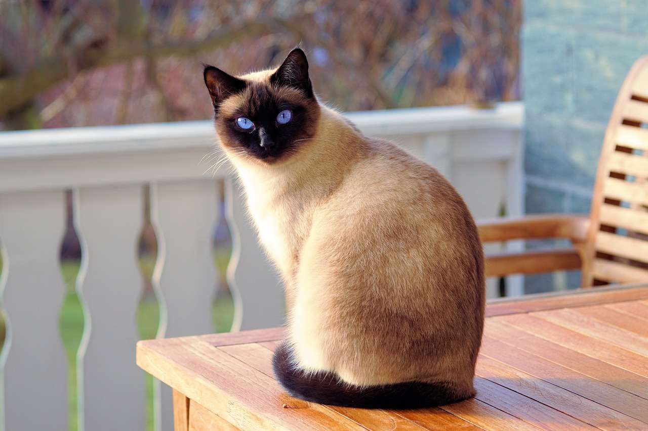 Descubra os segredos para ter um gato siamês feliz em casa