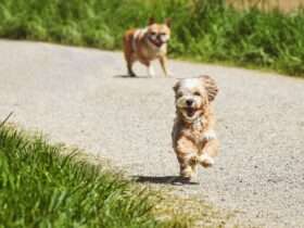 É preciso ter atenção redobrada com os pets na primavera