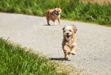 É preciso ter atenção redobrada com os pets na primavera