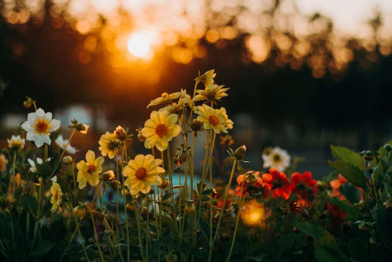 Flores durante a hora dourada - Fotos do Canva