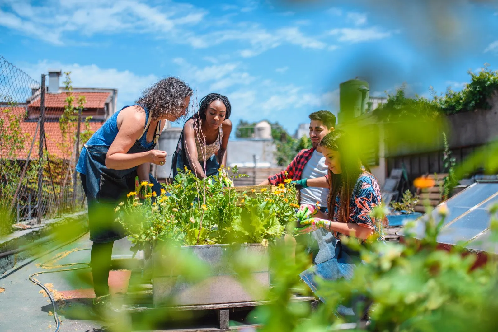 Hortas Comunitárias6