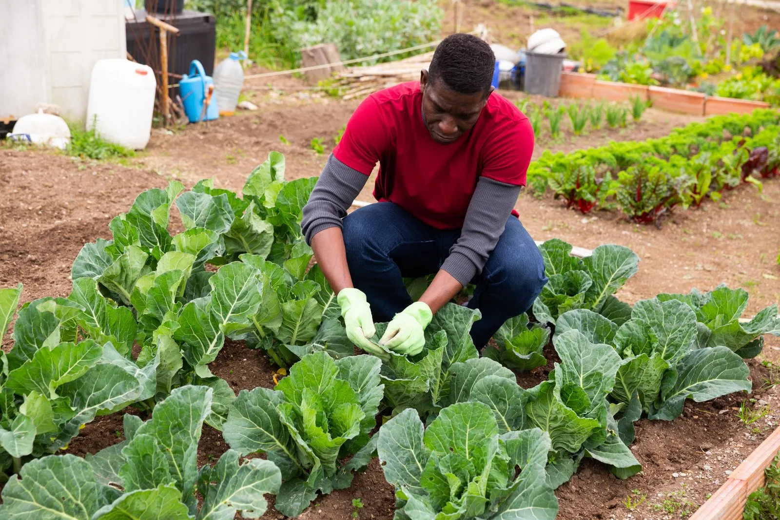 Hortas Comunitárias7