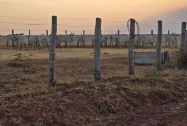 Indea e Gefron impedem entrada clandestina em Mato Grosso de gado vindo da Bolivia