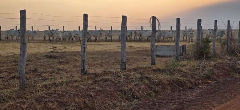 Indea e Gefron impedem entrada clandestina em Mato Grosso de gado vindo da Bolivia