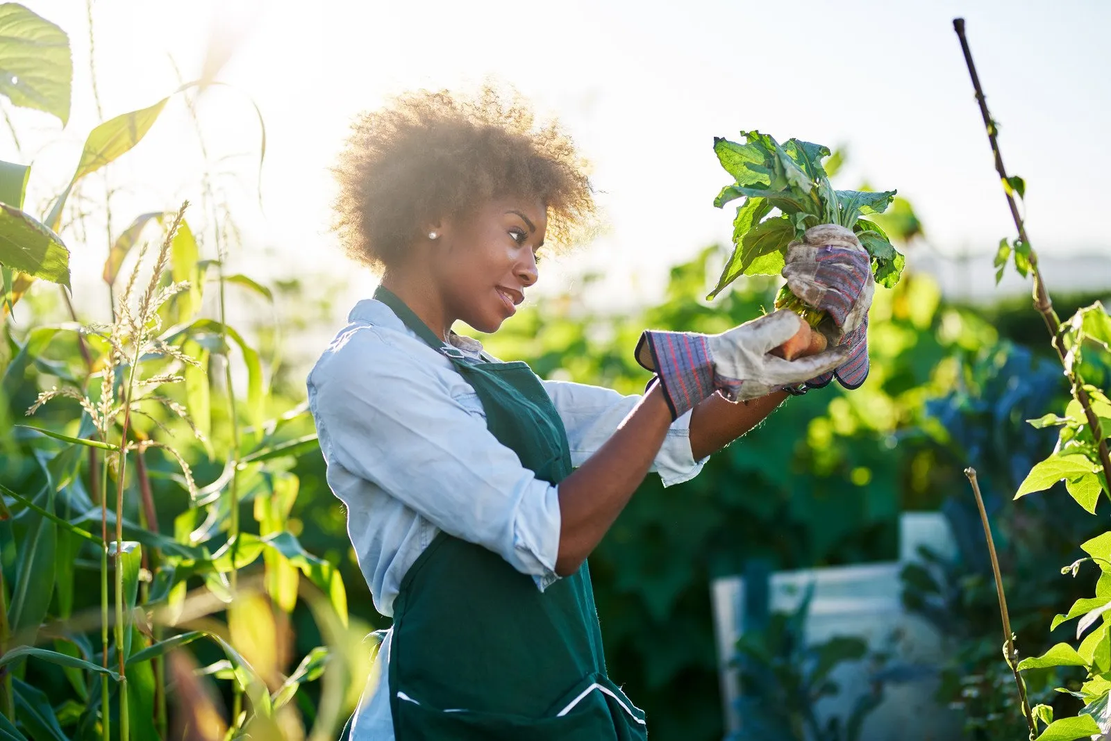 Jardineiro afro-americano olhando recém-colhidas no chão beterrabas douradas no jardim comunitário - Fotos do Canva1