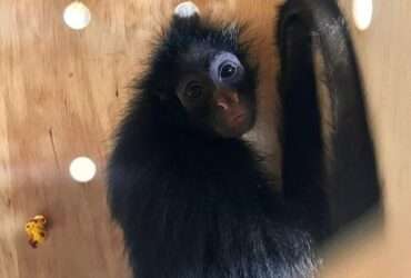 Macacos resgatados em Lucas do Rio Verde são encaminhados para santuário de Minas Gerais