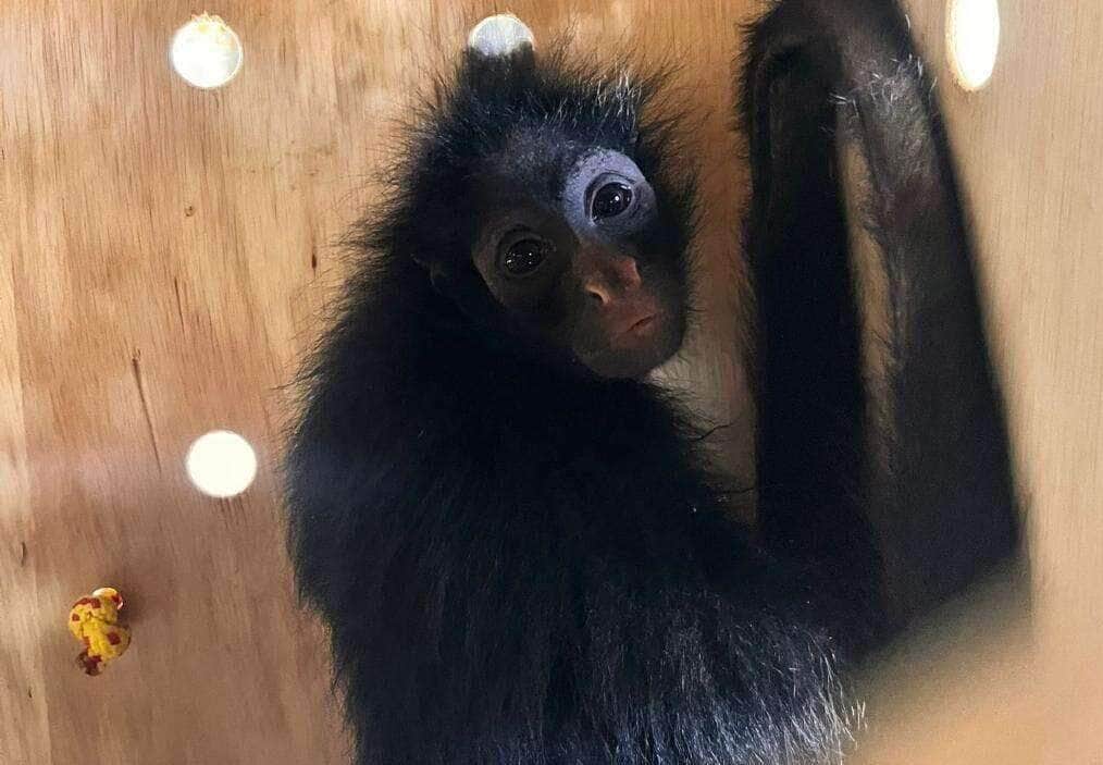 Macacos resgatados em Lucas do Rio Verde são encaminhados para santuário de Minas Gerais