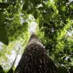 Mato Grosso perde um quarto de sua vegetação nativa em quase 40 anos, aponta MapBiomas