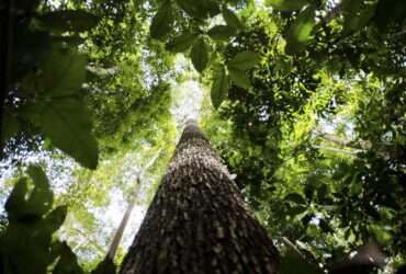 Mato Grosso perde um quarto de sua vegetação nativa em quase 40 anos, aponta MapBiomas