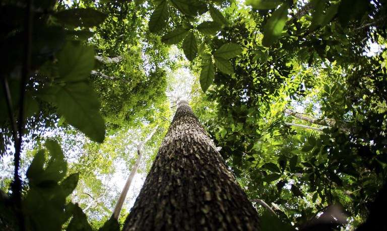 Mato Grosso perde um quarto de sua vegetação nativa em quase 40 anos, aponta MapBiomas