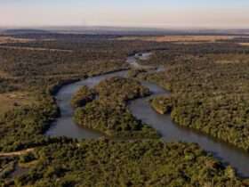 Mato Grosso reduz em 51% o desmatamento na Amazônia em um ano