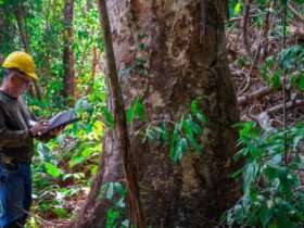 Mato Grosso sedia evento inédito de identificação de árvores da Amazônia