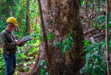 Mato Grosso sedia evento inédito de identificação de árvores da Amazônia