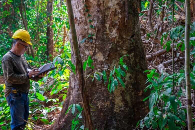 Mato Grosso sedia evento inédito de identificação de árvores da Amazônia