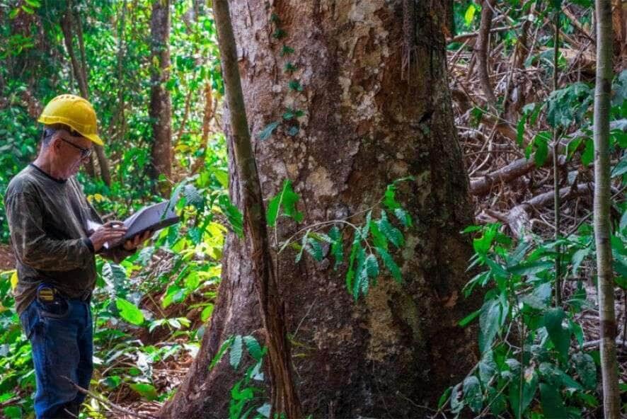 Mato Grosso sedia evento inédito de identificação de árvores da Amazônia