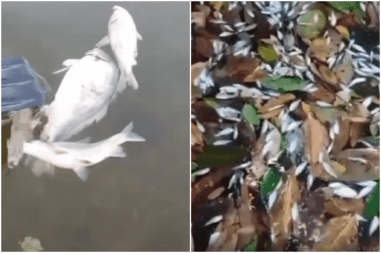 Mortandade de peixes no Rio Teles Pires volta a preocupar