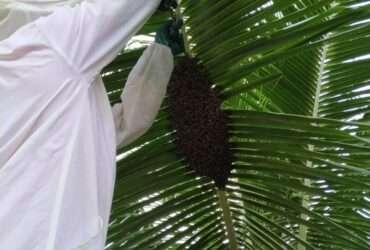 Período de enxameação aumenta risco de picadas de abelhas em Mato Grosso