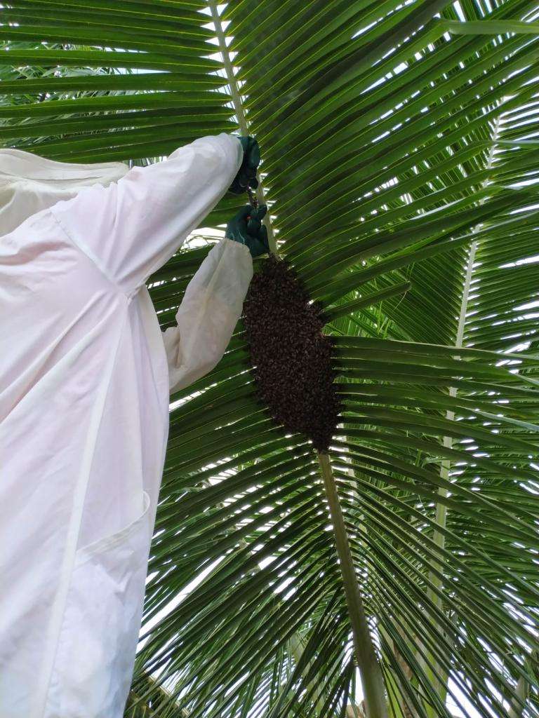 Período de enxameação aumenta risco de picadas de abelhas em Mato Grosso