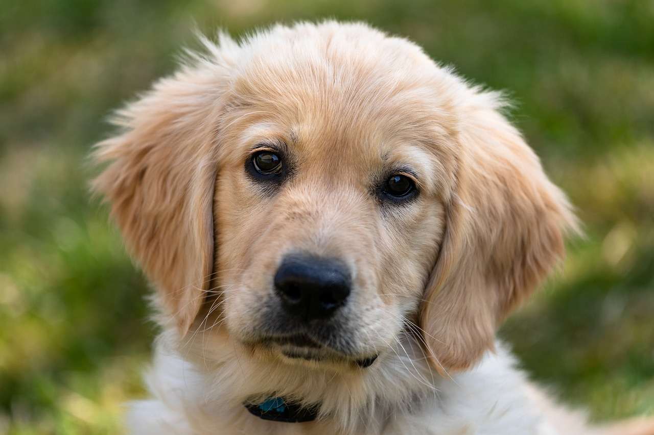 Conheça o cachorro ideal para um lar com criança