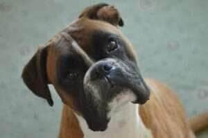 Segundo a 13ª Companhia Independente, a presença de animais de grande porte em vias públicas tem provocado acidentes e gerado preocupação entre os moradores.