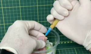 Resgatados do tráfico, 12 filhotes de arara nascem em São Paulo