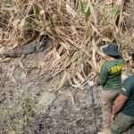 Secretaria de Meio Ambiente de Mato Grosso reforça cadastro de equipes para resgate de animais silvestres no Pantanal