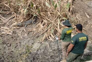 Secretaria de Meio Ambiente de Mato Grosso reforça cadastro de equipes para resgate de animais silvestres no Pantanal