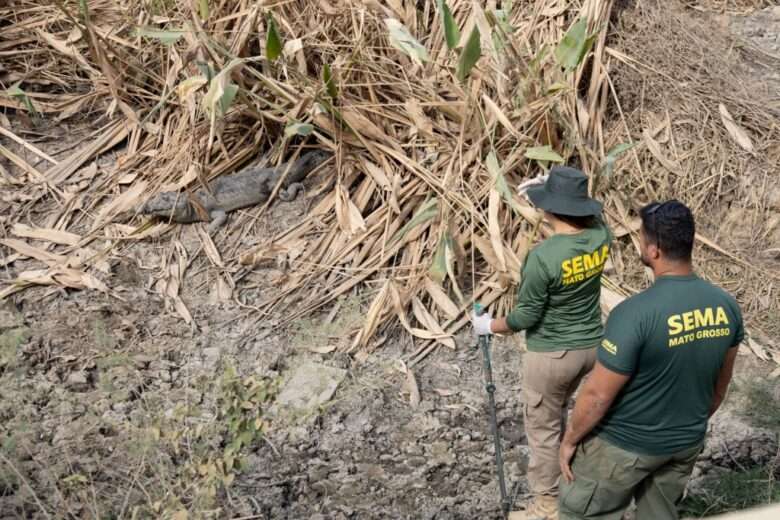 Secretaria de Meio Ambiente de Mato Grosso reforça cadastro de equipes para resgate de animais silvestres no Pantanal