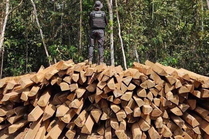 Exploração ilegal de madeira ameaça reserva ecológica na Amazônia de Mato Grosso