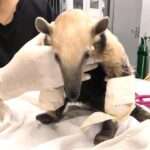 Sema recebe tamandua mirim com patas queimadas em Mato Grosso