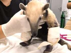 Sema recebe tamandua mirim com patas queimadas em Mato Grosso