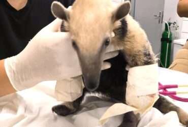 Sema recebe tamandua mirim com patas queimadas em Mato Grosso