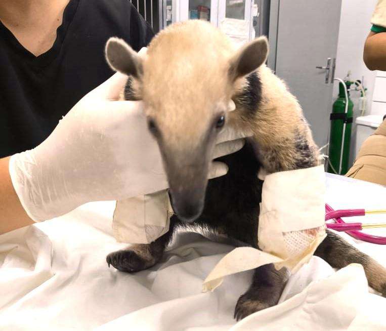 Sema recebe tamandua mirim com patas queimadas em Mato Grosso