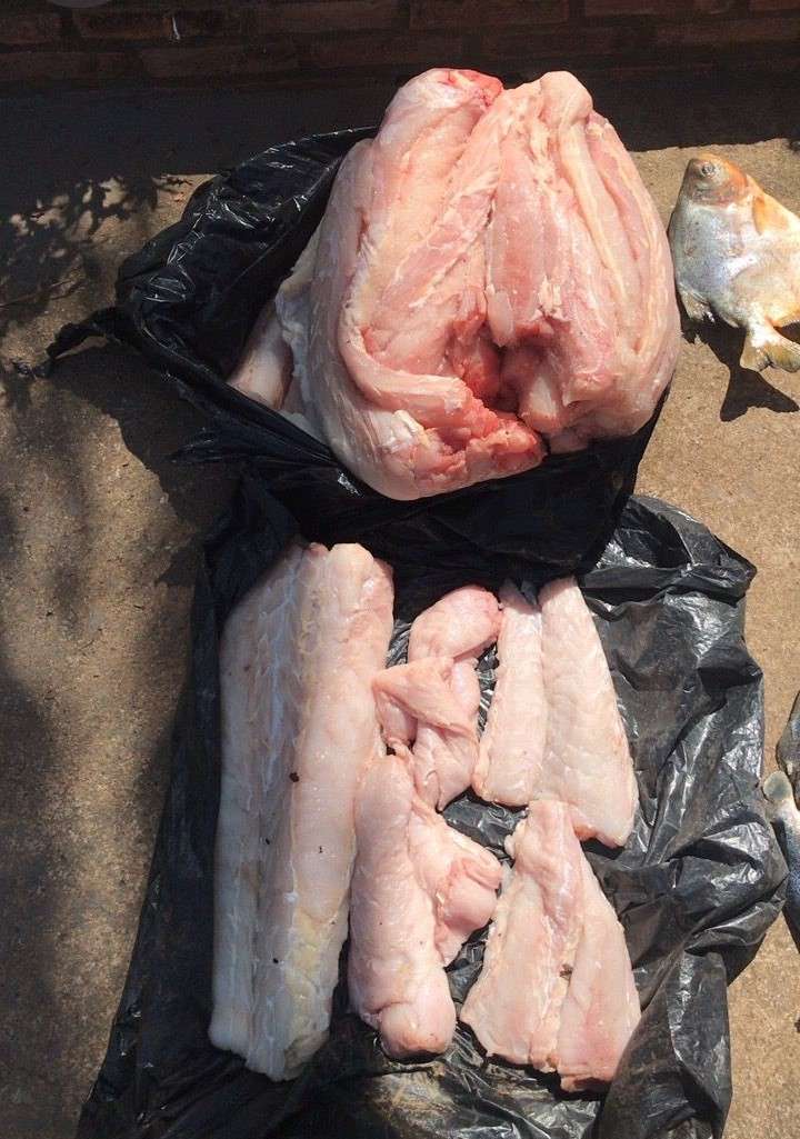 Operação contra caça de jacaré e pesca predatória apreende 32 quilos de carne e armamento em Barão de Melgaço