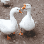 Abertura de mercado na Arábia Saudita para exportação de aves vivas