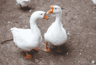 Abertura de mercado na Arábia Saudita para exportação de aves vivas