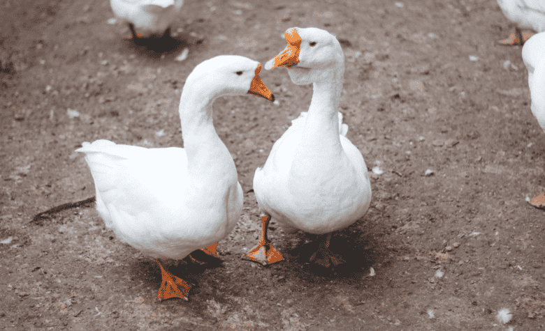 Abertura de mercado na Arábia Saudita para exportação de aves vivas